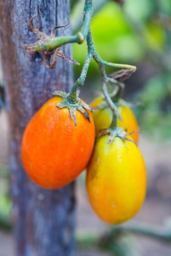 Paraiso Escondido São Teotónio エクステリア 写真